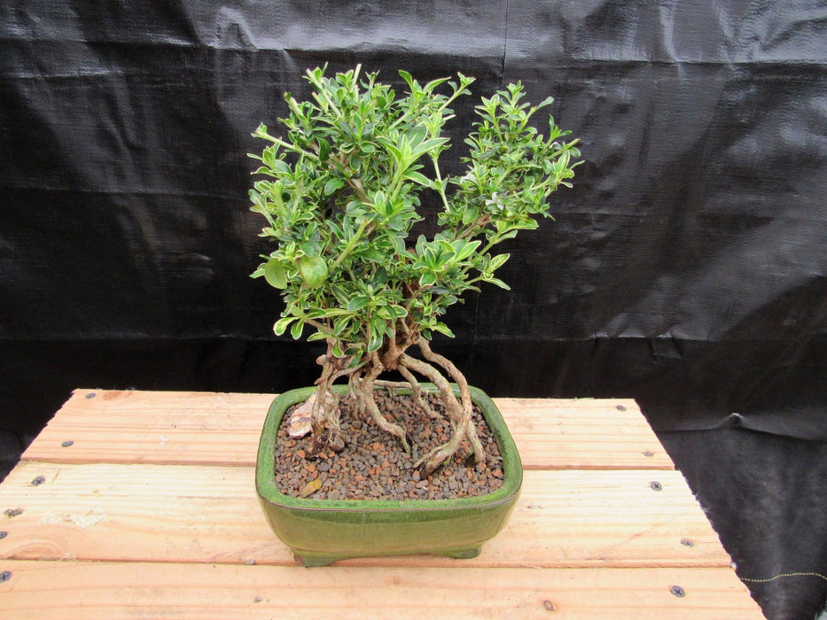 Small Exposed Roots Mt. Fuji Serissa Bonsai Tree Profile