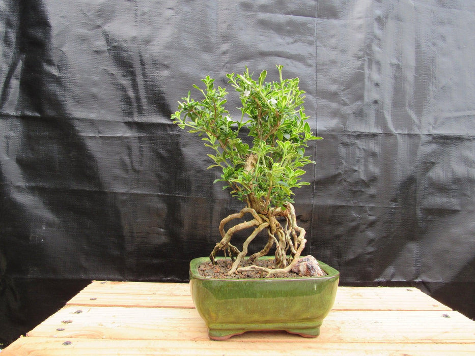 Small Exposed Roots Mt. Fuji Serissa Bonsai Tree Straight On