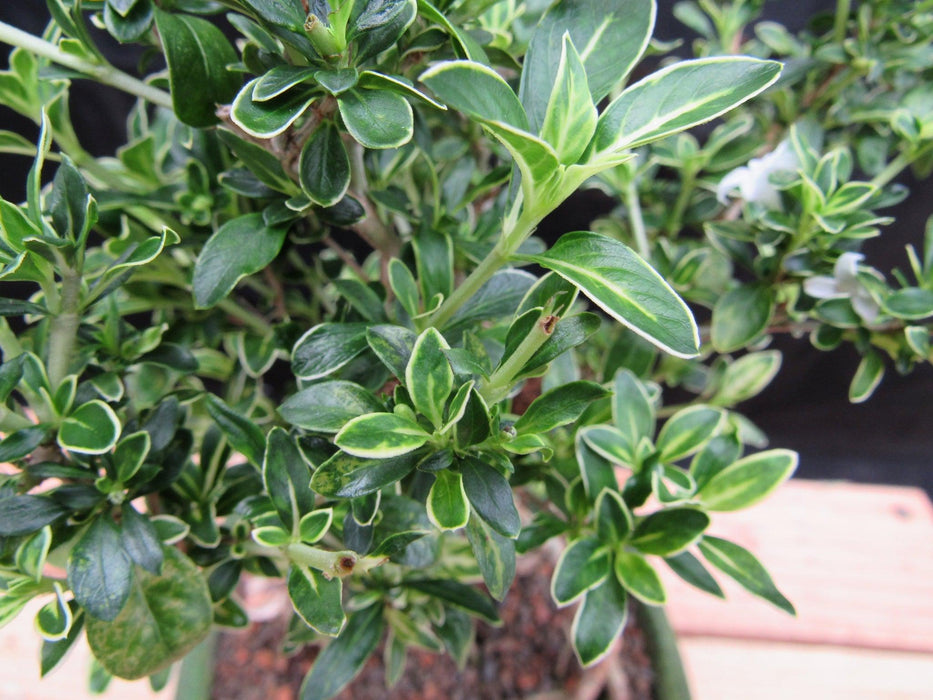 Small Exposed Roots Mt. Fuji Serissa Bonsai Tree Leaves