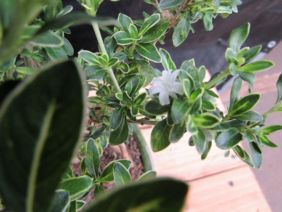 Small Exposed Roots Mt. Fuji Serissa Bonsai Tree Flower