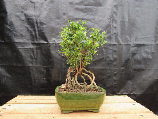 uncut bonsai tree Small Exposed Roots Mt. Fuji Serissa Bonsai Tree