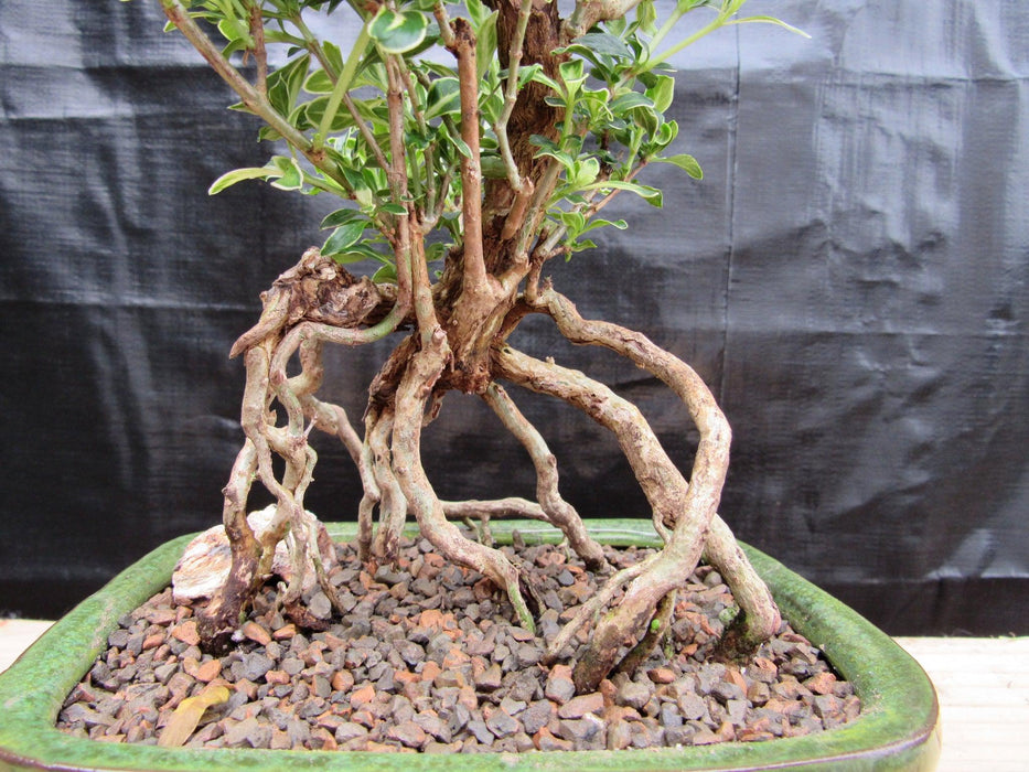 Small Exposed Roots Mt. Fuji Serissa Bonsai Tree Roots