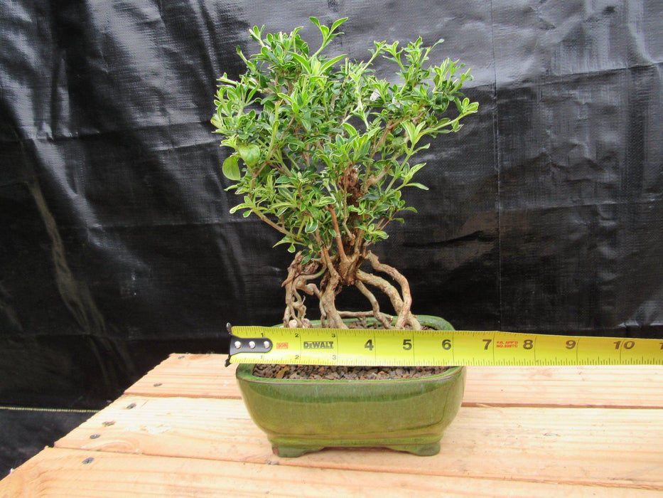 Small Exposed Roots Mt. Fuji Serissa Bonsai Tree Width