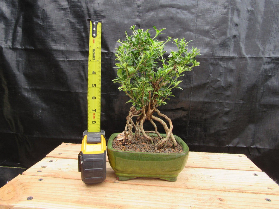 Small Exposed Roots Mt. Fuji Serissa Bonsai Tree Size