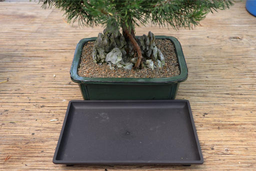 Bonsai Humidity Drip Tray