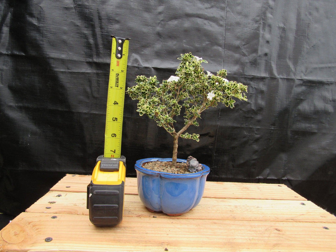 Small Mt. Fuji Serissa Bonsai Tree Height