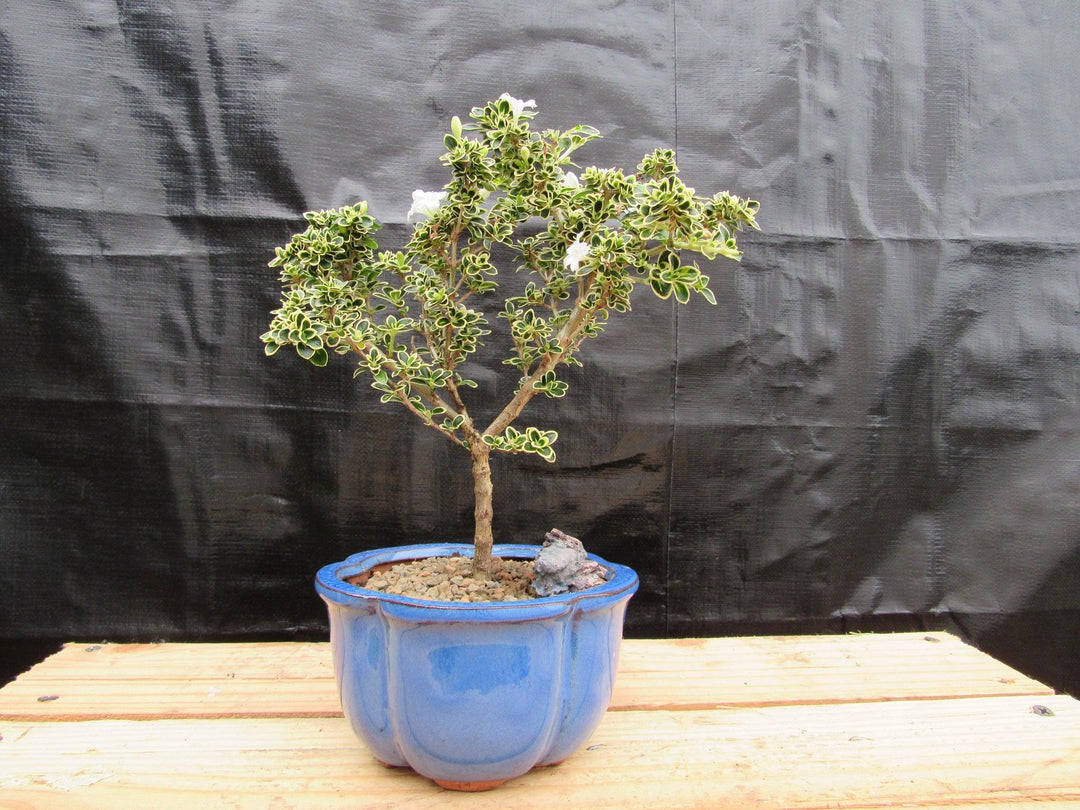 Small Mt. Fuji Serissa Bonsai Tree Profile