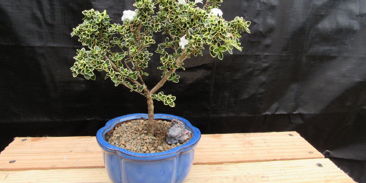 Small Mt. Fuji Serissa Bonsai Tree