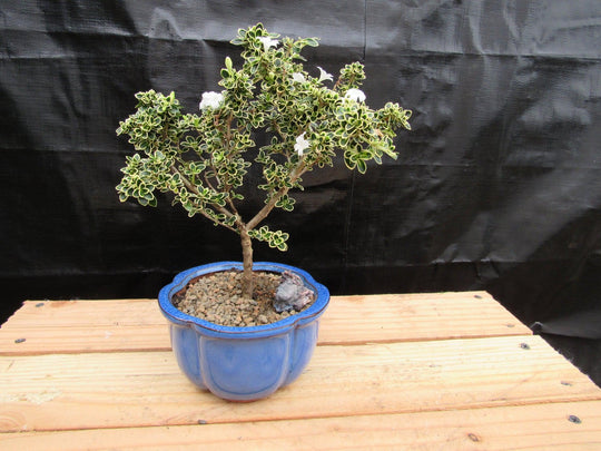 fiskars bonsai Small Mt. Fuji Serissa Bonsai Tree