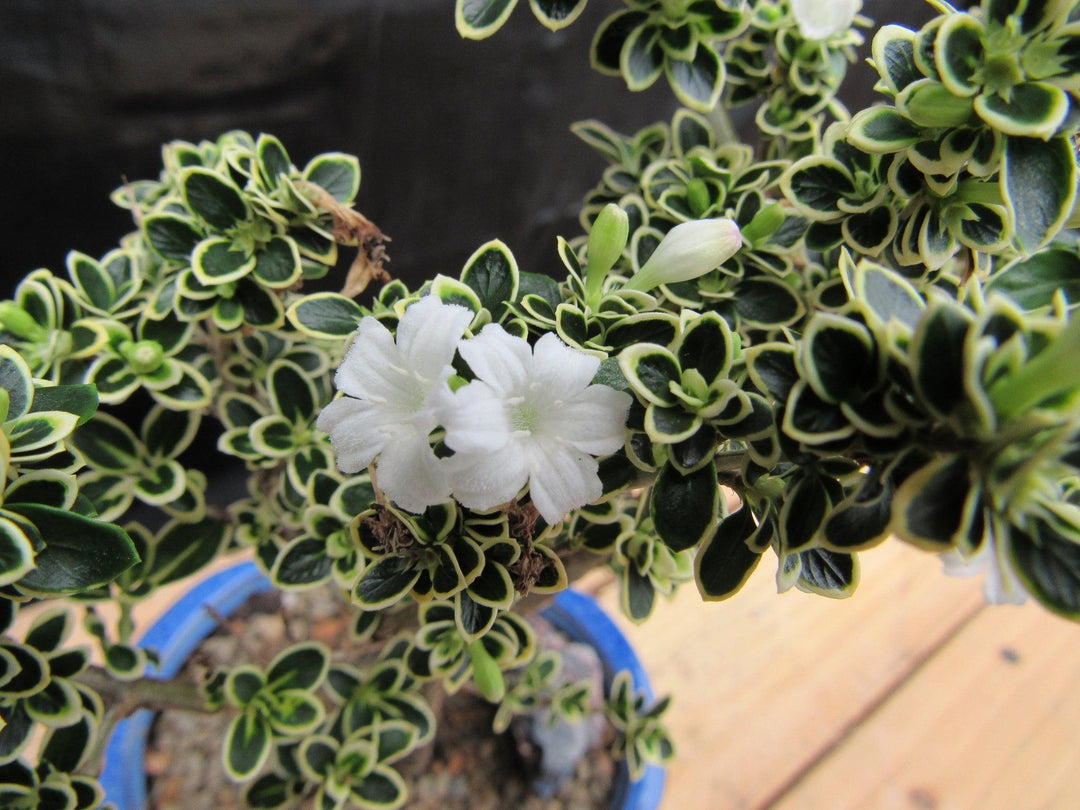 Small Mt. Fuji Serissa Bonsai Tree Flower