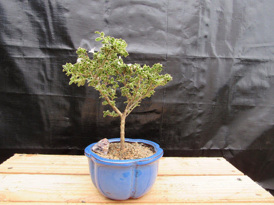 fuji cherry tree bonsai Small Mt. Fuji Serissa Bonsai Tree