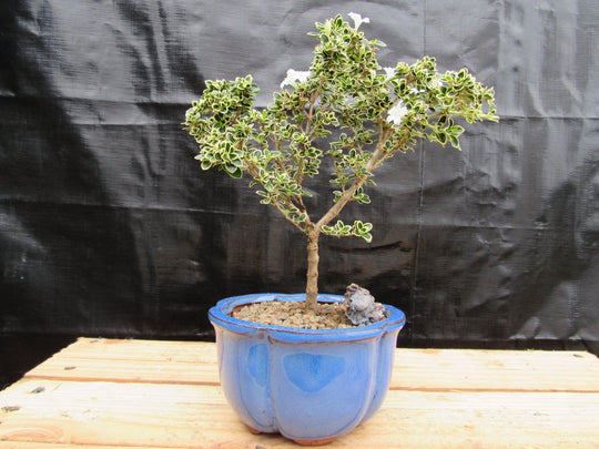 variegated bonsai tree Small Mt. Fuji Serissa Bonsai Tree