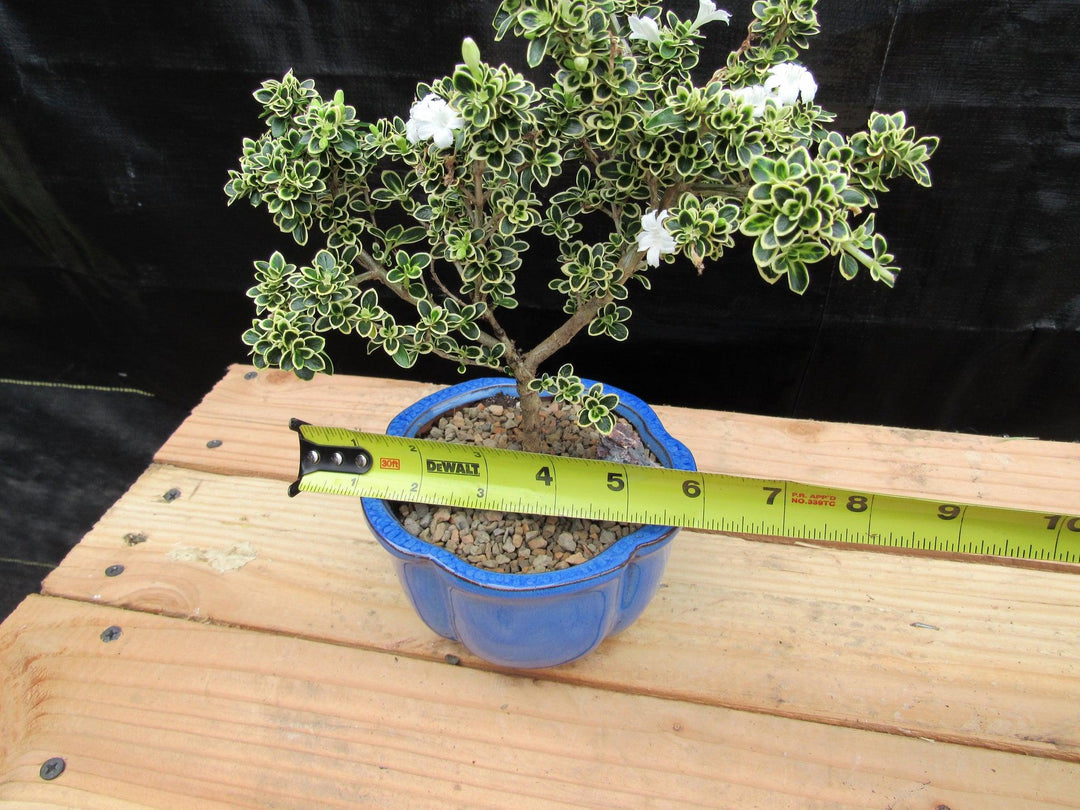 Small Mt. Fuji Serissa Bonsai Tree Size