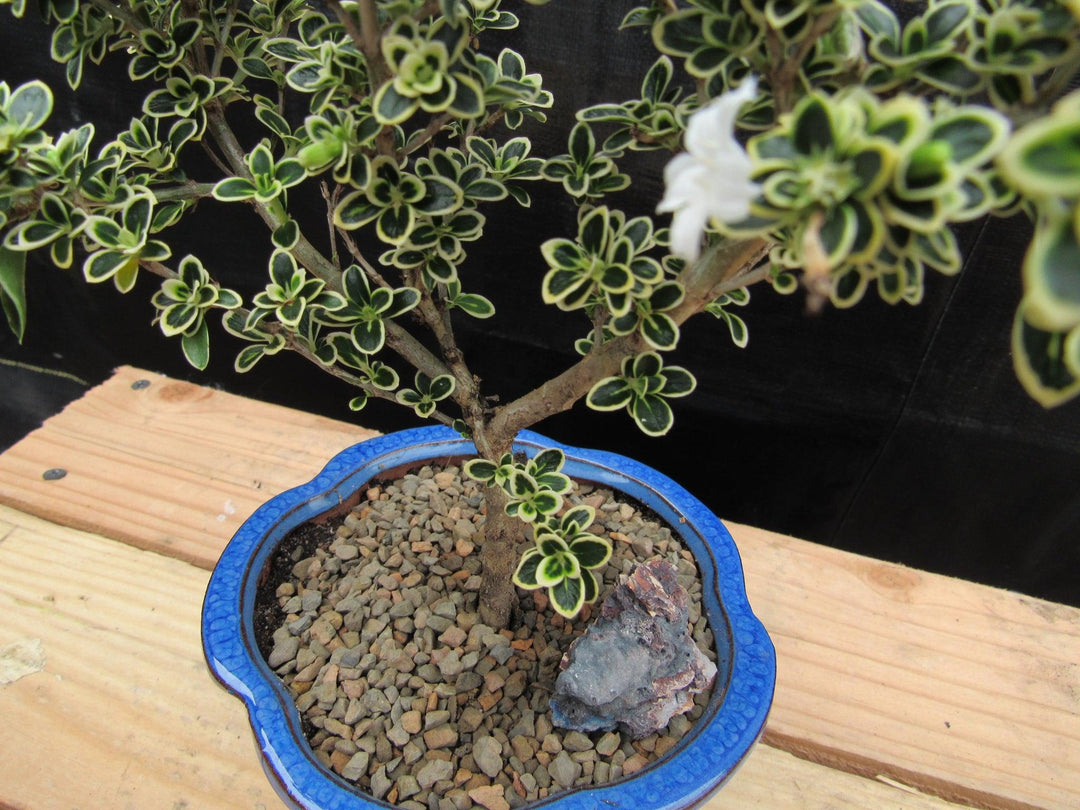 Small Mt. Fuji Serissa Bonsai Tree Leaves