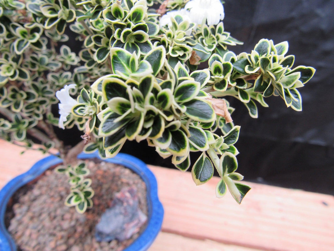 Small Mt. Fuji Serissa Bonsai Tree Foliage