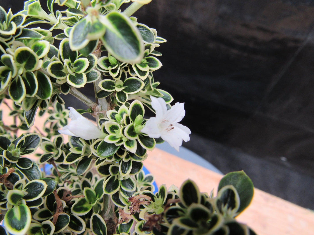 Small Mt. Fuji Serissa Bonsai Tree Beautiful