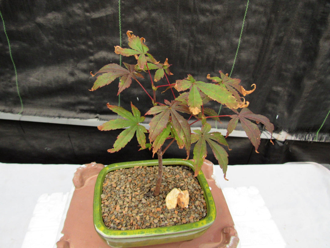 Small Red Japanese Maple Bonsai Tree Profile