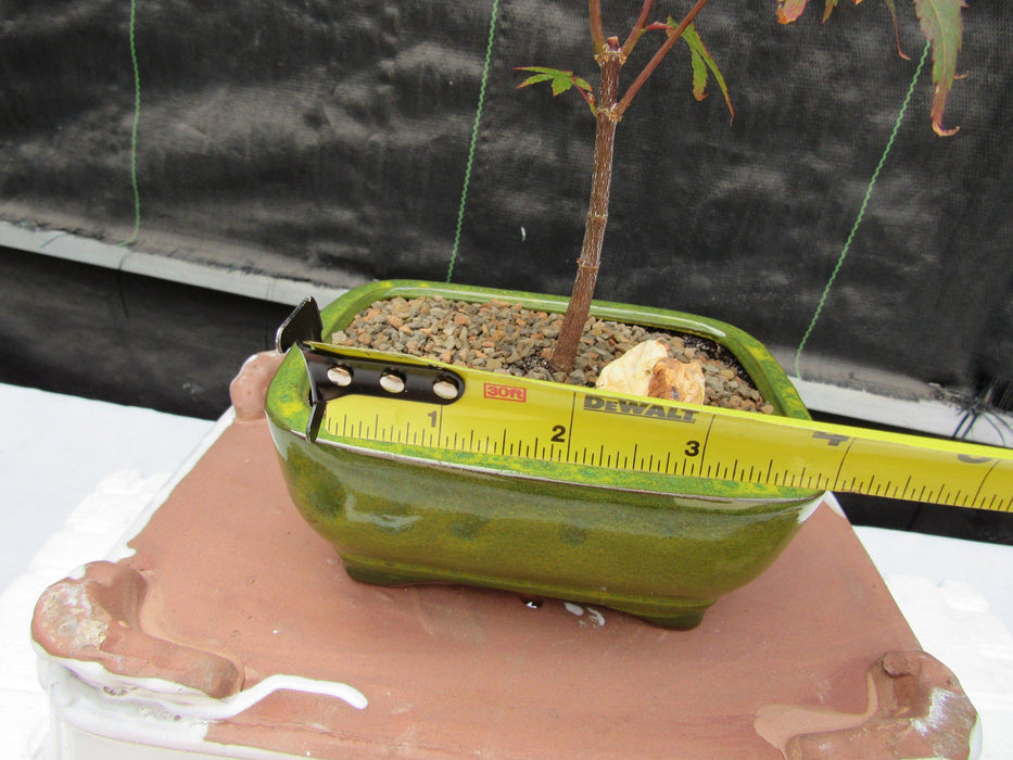 Small Red Japanese Maple Bonsai Tree Size
