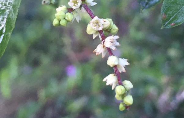 Sweet Plum Flowers