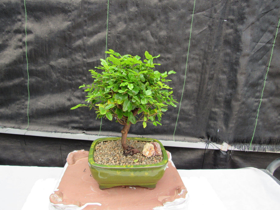 Sweet Plum Bonsai Tree Profile