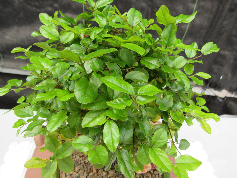 sweet plum bonsai tree Sweet Plum Bonsai Tree