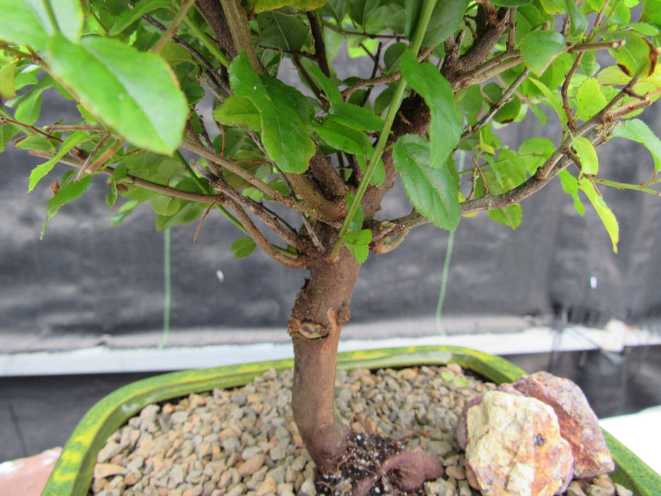 Sweet Plum Bonsai Tree Bark