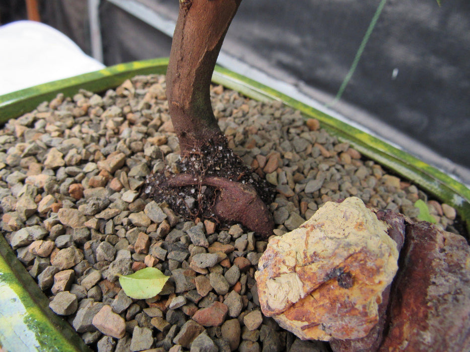 Sweet Plum Bonsai Tree Trunk