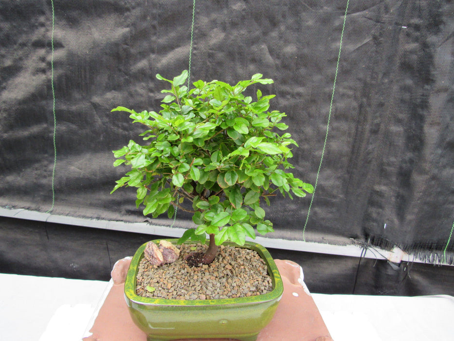 Sweet Plum Bonsai Tree Foliage