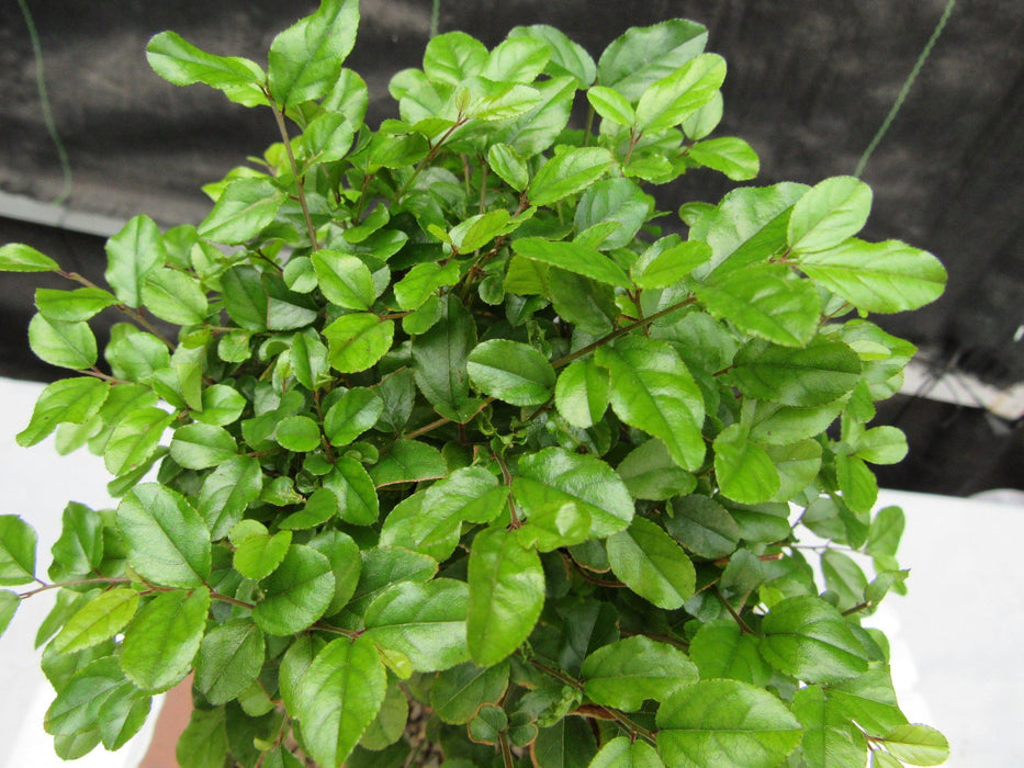 Sweet Plum Bonsai Tree Leaves