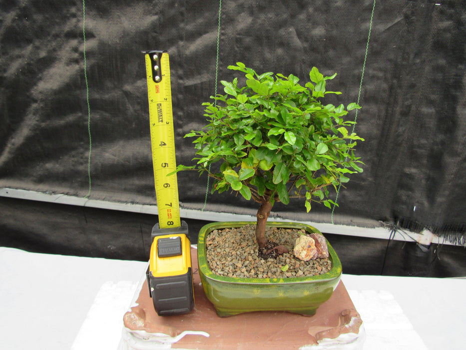 Sweet Plum Bonsai Tree Height