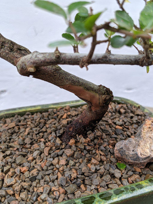 Curved Trunk Style Sweet Plum Bonsai Tree Trunk