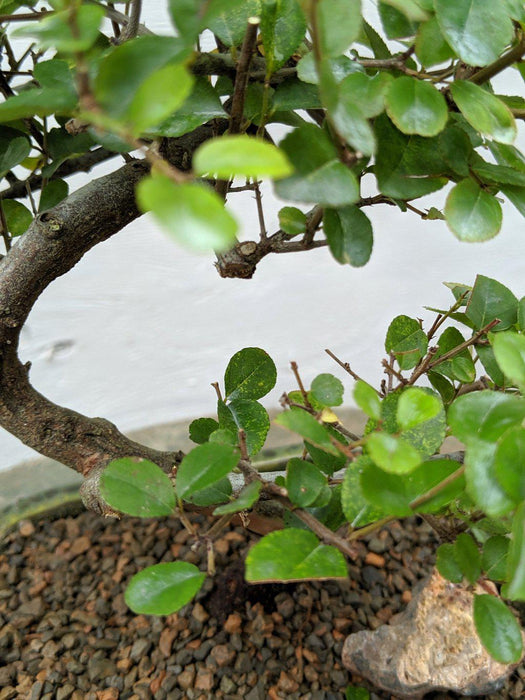Curved Trunk Style Sweet Plum Bonsai Tree Leaves