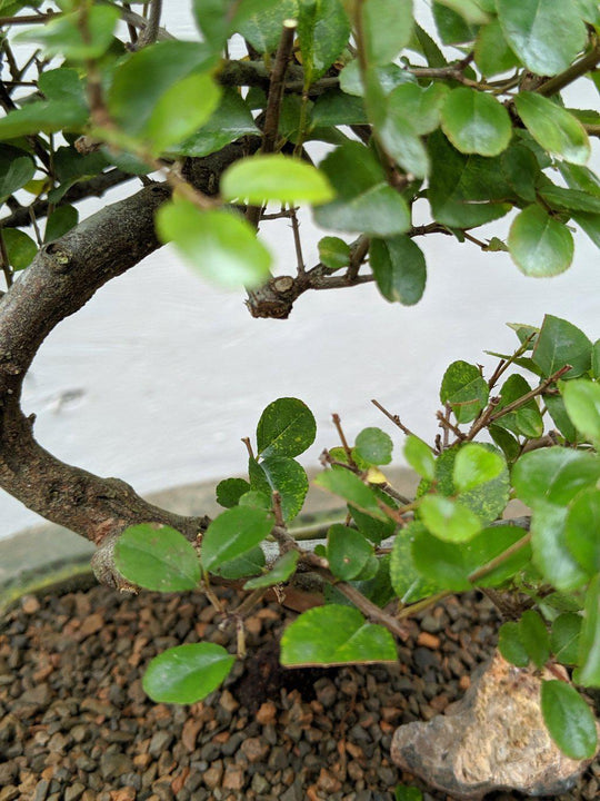 Sweet Plum Bonsai Tree