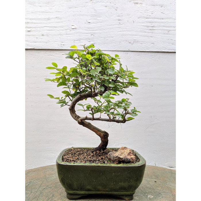 Curved Trunk Style Sweet Plum Bonsai Tree