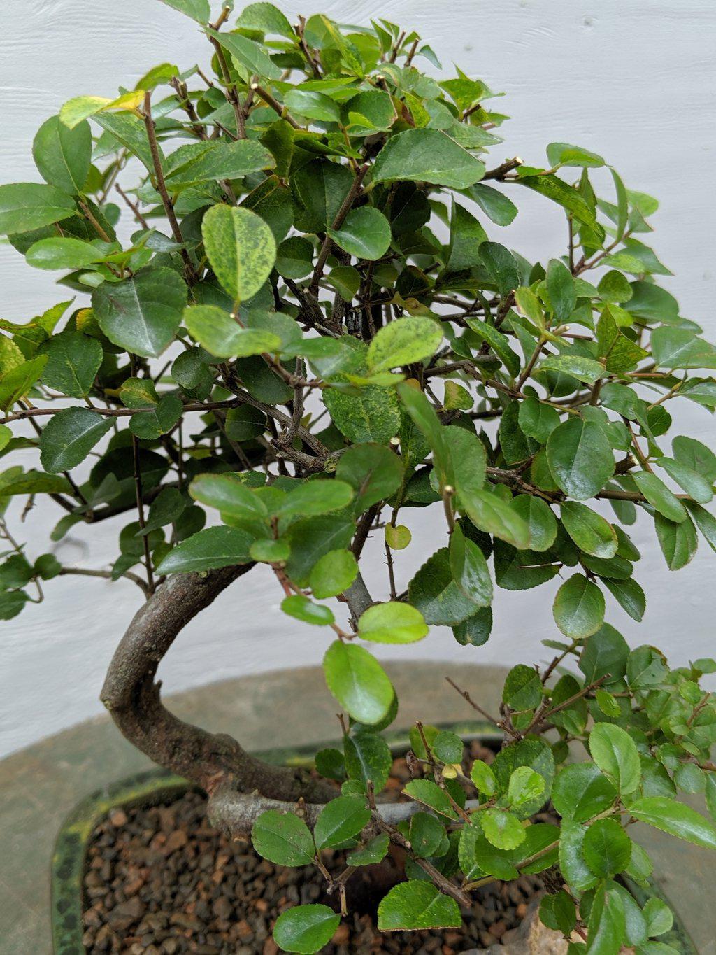 Curved Trunk Style Sweet Plum Bonsai Tree Shape