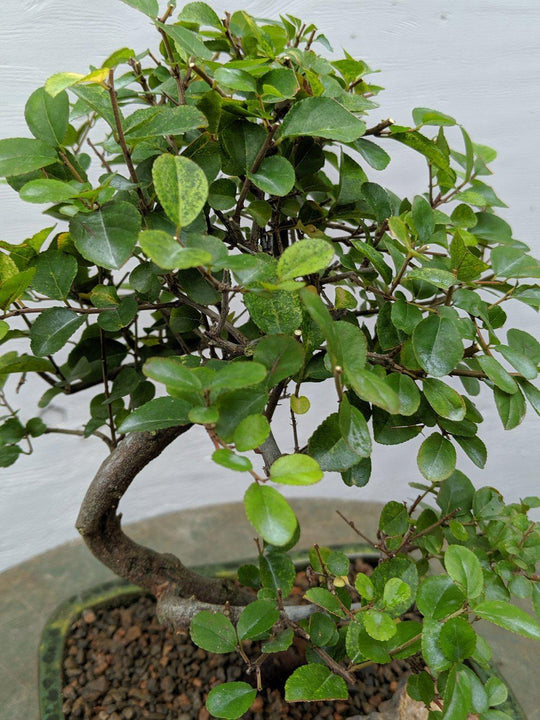 Sweet Plum Bonsai Tree – Curved Trunk Style