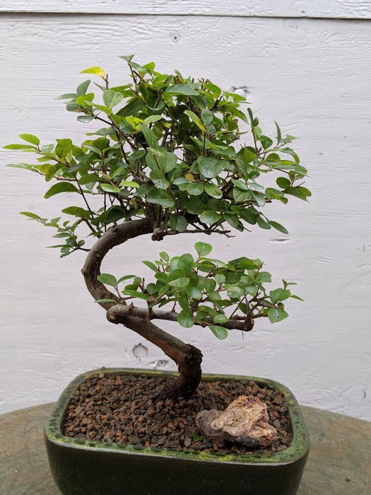 Curved Trunk Style Sweet Plum Bonsai Tree Profile