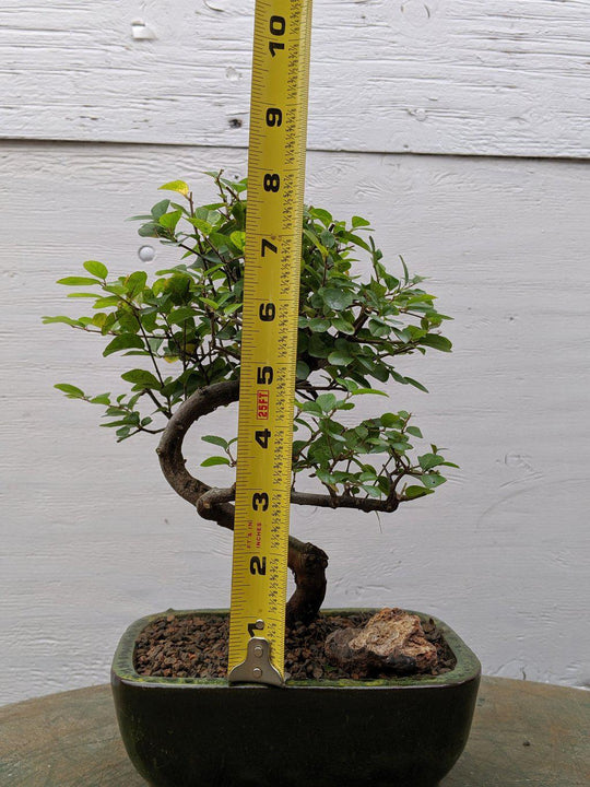 Sweet Plum Bonsai Tree