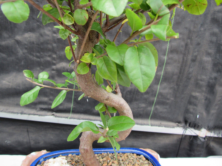 Large Curved Trunk Sweet Plum Bonsai Tree Shape