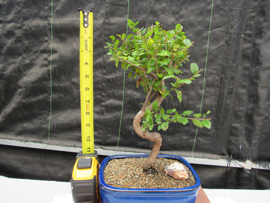 Large Curved Trunk Sweet Plum Bonsai Tree Height