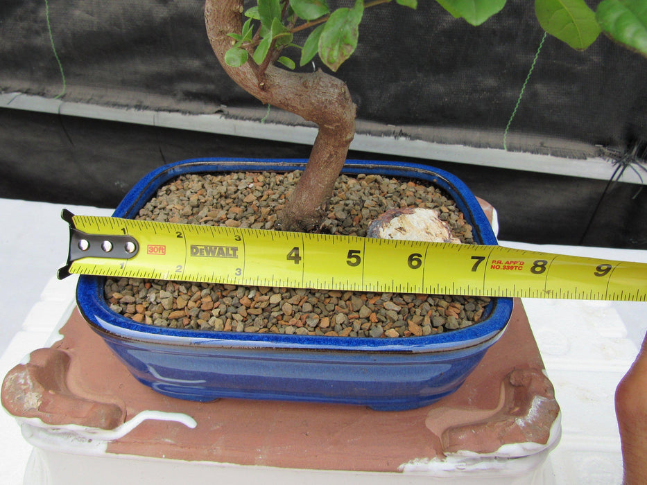 Large Curved Trunk Sweet Plum Bonsai Tree Size