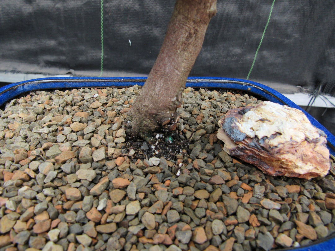 Large Curved Trunk Sweet Plum Bonsai Tree Trunk