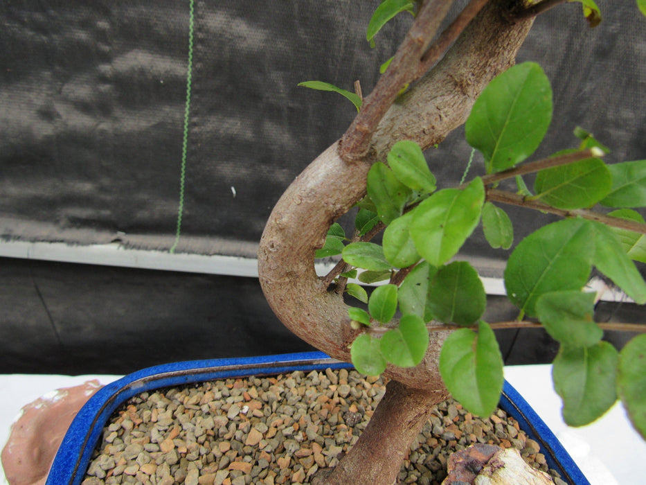 Large Curved Trunk Sweet Plum Bonsai Tree Curve