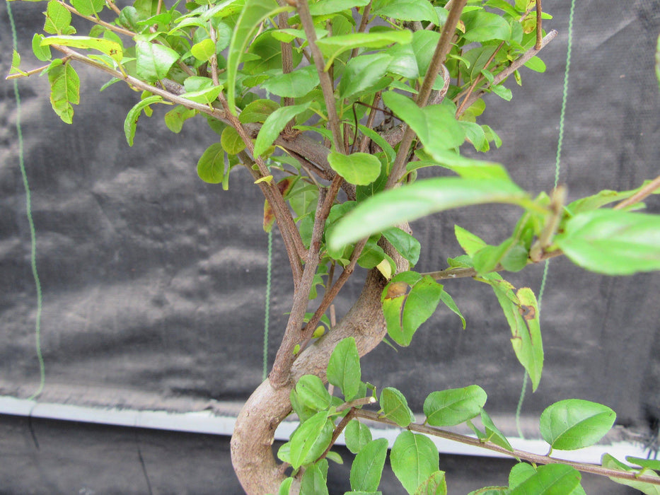 Large Curved Trunk Sweet Plum Bonsai Tree Bark