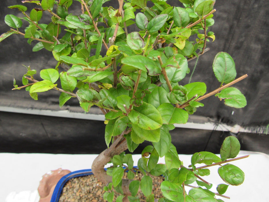Large Curved Trunk Sweet Plum Bonsai Tree Leaves