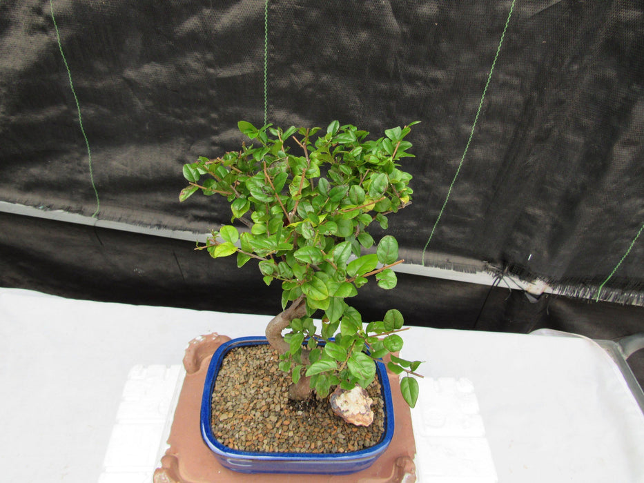 Large Curved Trunk Sweet Plum Bonsai Tree Canopy