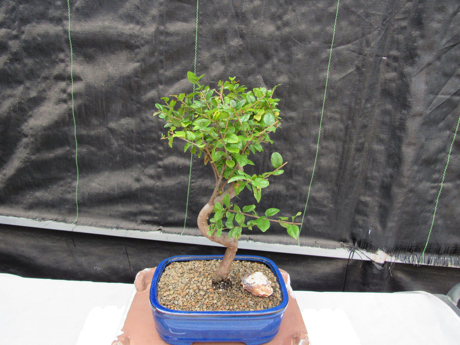 Large Curved Trunk Sweet Plum Bonsai Tree Profile