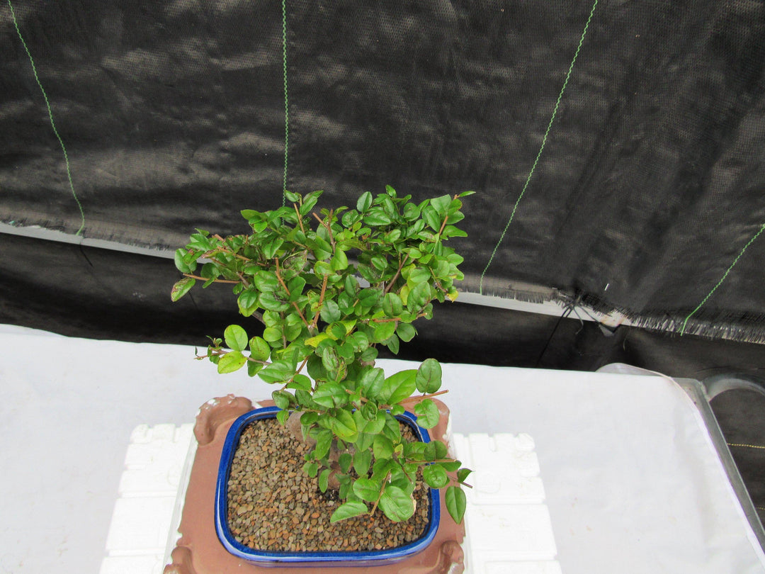 Large Curved Trunk Sweet Plum Bonsai Tree Top