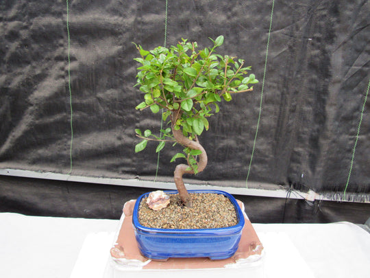 Sweet Plum Bonsai Tree