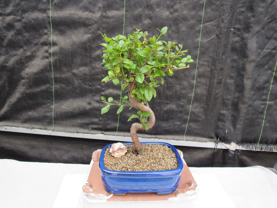 Large Curved Trunk Sweet Plum Bonsai Tree Back
